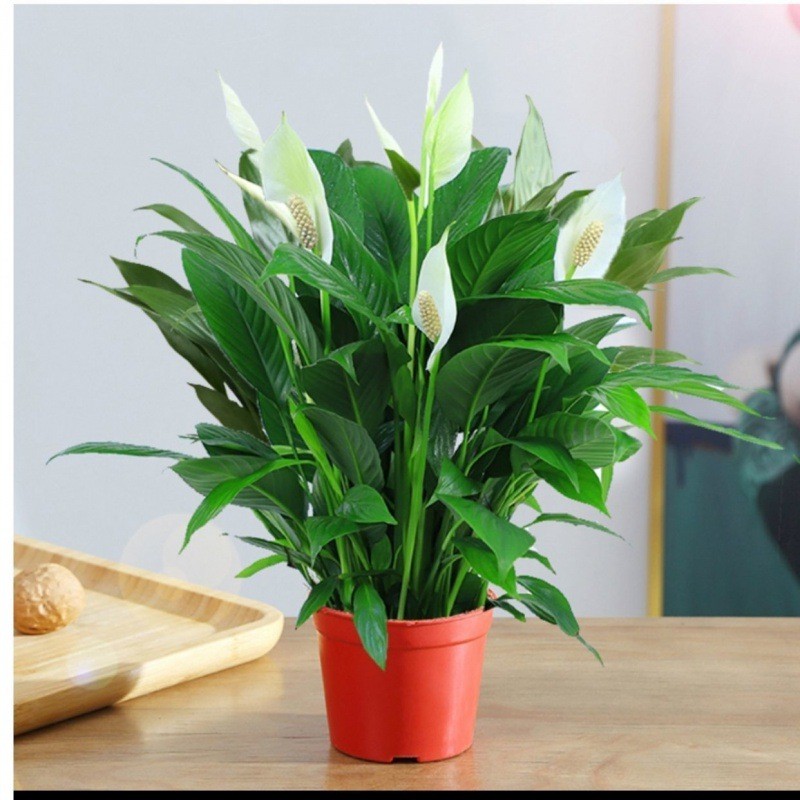 Trầu bà xanh chậu size s