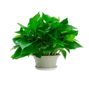 Trầu bà xanh chậu size M