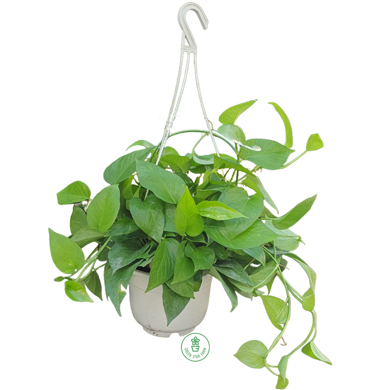 Trầu bà xanh chậu size L trầu bà xanh chậu size L