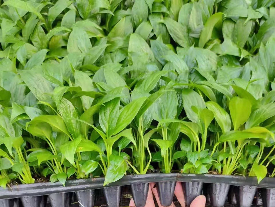 Lan Ý Siêu Bông Lan Ý cây giống