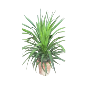 Phát tài núi chậu size M