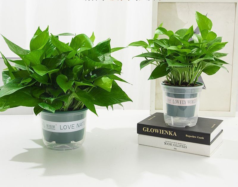 trầu bà các loại