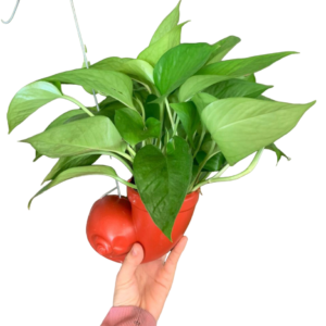 trầu bà xanh chậu ốc