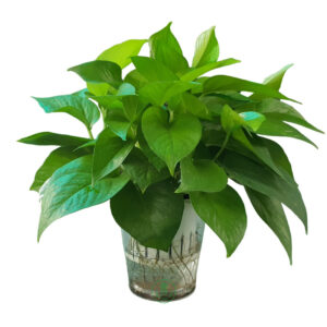 Trầu bà nước thủy canh