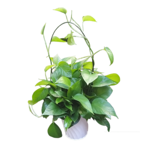 Trau ba xanh chau lang hoa