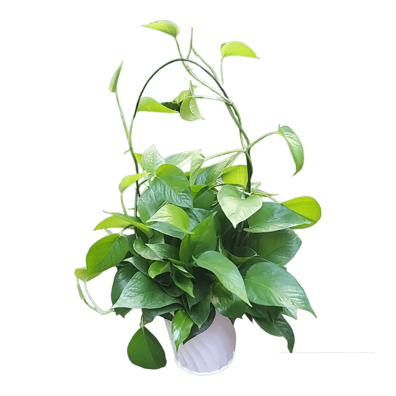 Trầu bà xanh chậu lẵng hoa Trau ba xanh chau lang hoa