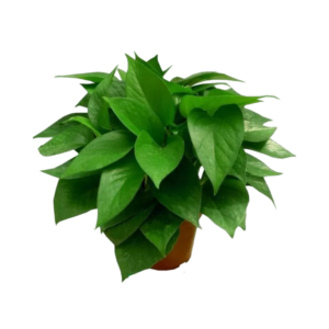 Trầu bà xanh chậu Size S