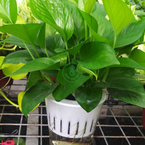 trầu bà xanh chậu trữ nước