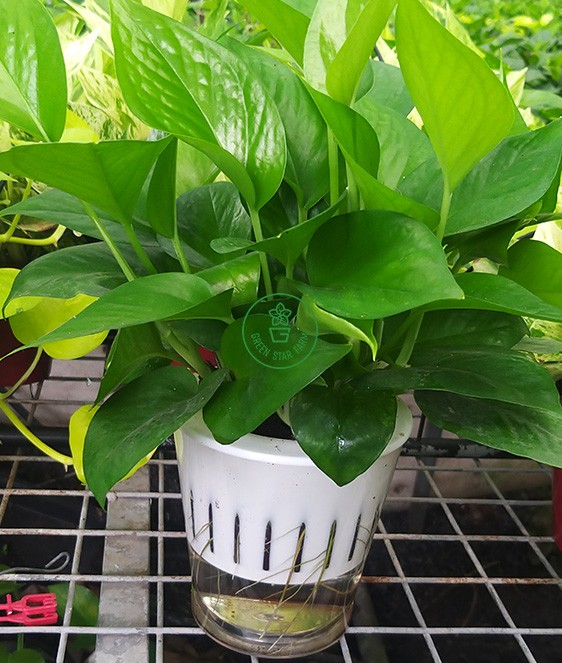 Trầu bà xanh chậu thủy canh Size S trầu bà xanh chậu trữ nước