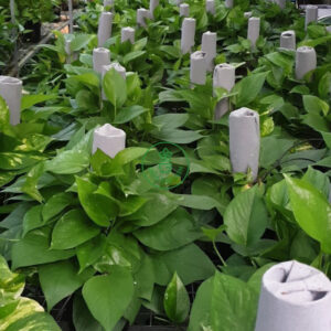 trầu bà cột trụ size M