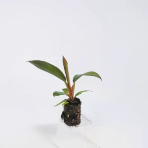 Đế vương đỏ cây giống mô