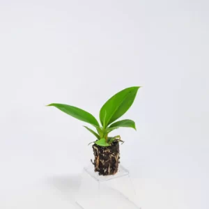 Cây giống mô đế vương màu xanh