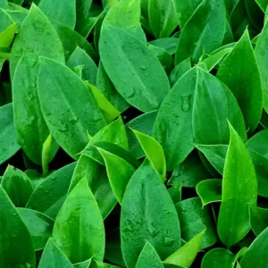 cây giống mô đế vương xanh