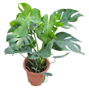 Dòng Monstera