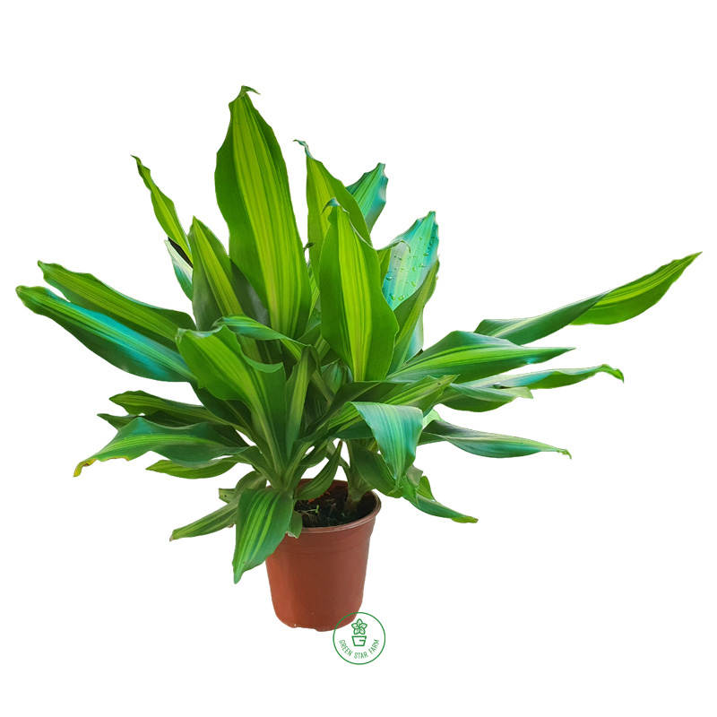 Phát tài sọc vàng chậu size S Phát tài sọc vàng dọc tâm