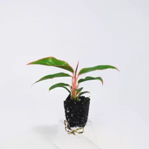 Cây giống mô Phú QUý