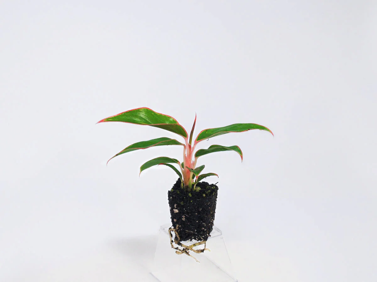 Phú quý ( Vạn lộc thái màu cực quang) Cây giống mô Phú QUý