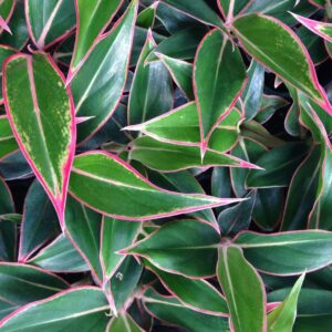 Giống mô phú quý