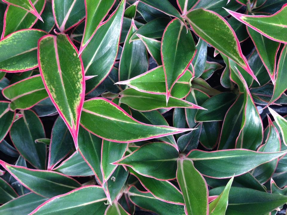 Phú quý ( Vạn lộc thái màu cực quang) Giống mô phú quý