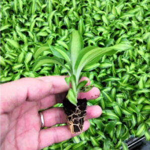 Cây giống mô phát tài sọc vàng