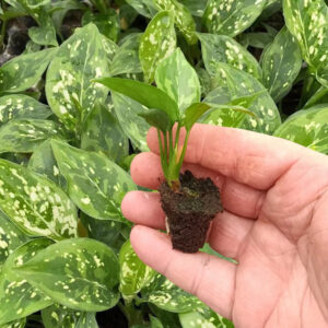 Cây giống vạn lộc thái