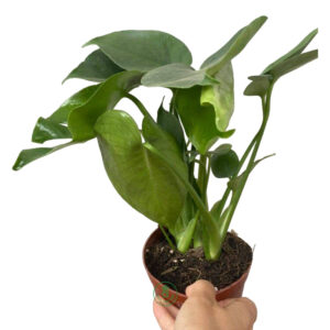 Chậu monstera size S