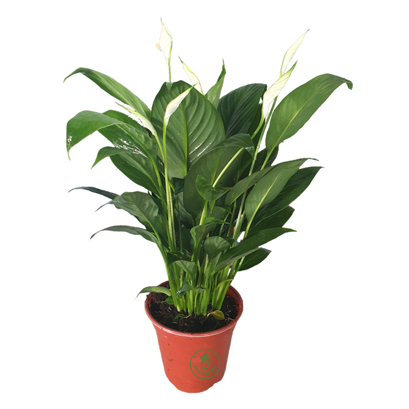 Lan Ý Siêu Bông chậu size S Lan Ý siêu bông chậu size S