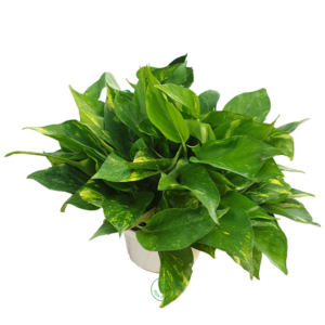 Trầu bà đốm hay trầu bà thường